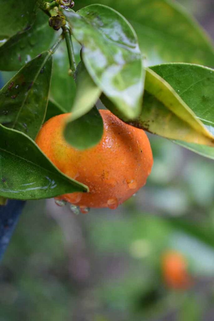 homes for sale in labelle fl