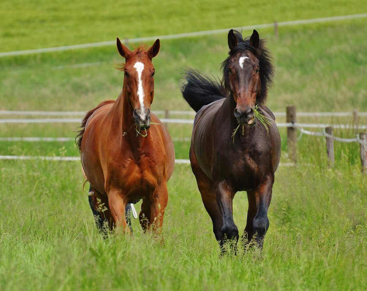 homes with acreage fort denaud real estate