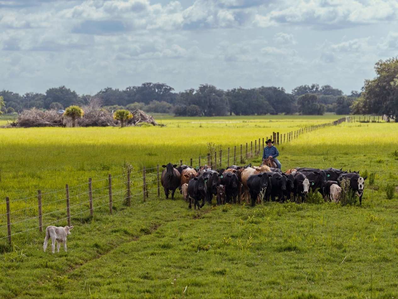 cattle ranch